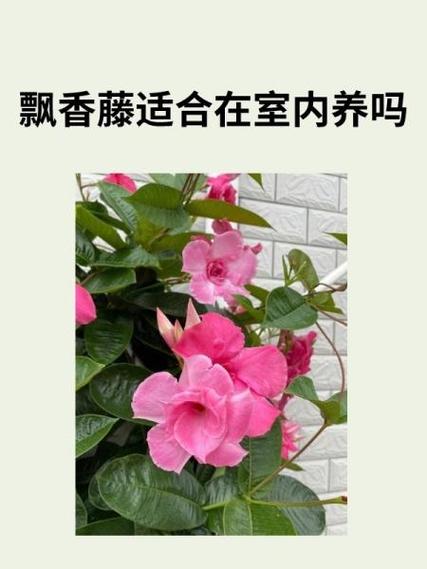 薄荷叶十大害处截图
