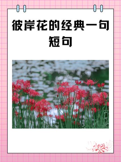 花有百样红上一句截图
