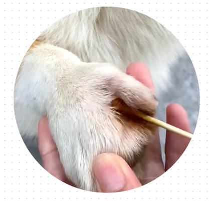 狗爪子缝隙红肿是怎么回事