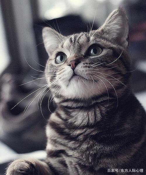 吾本是猫景行