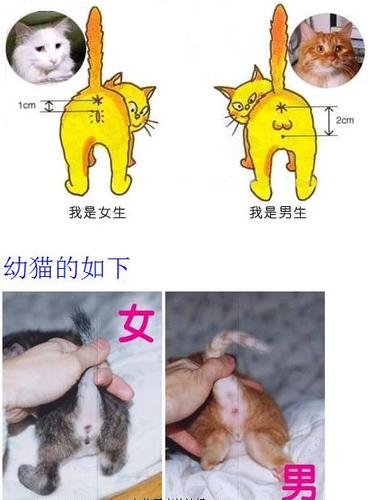 猫咪养公的还是母的图标