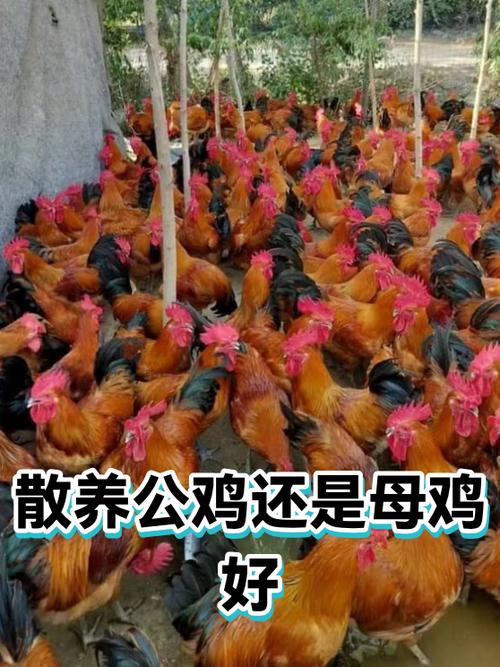 散养公鸡还是母鸡好吃