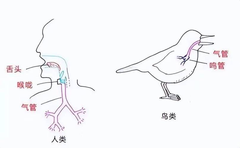 鹦鹉能按自己的思想说话吗截图