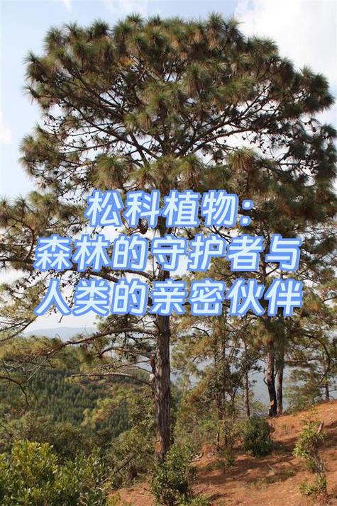 森林对人类的重要性截图