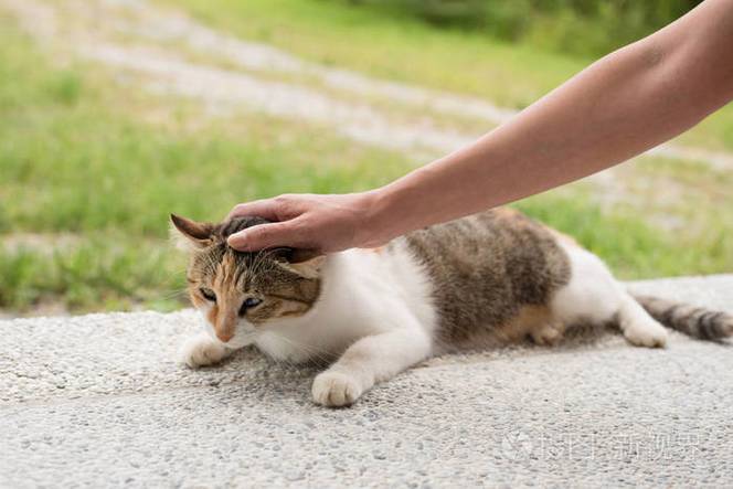 触摸沉睡的小猫咪游戏