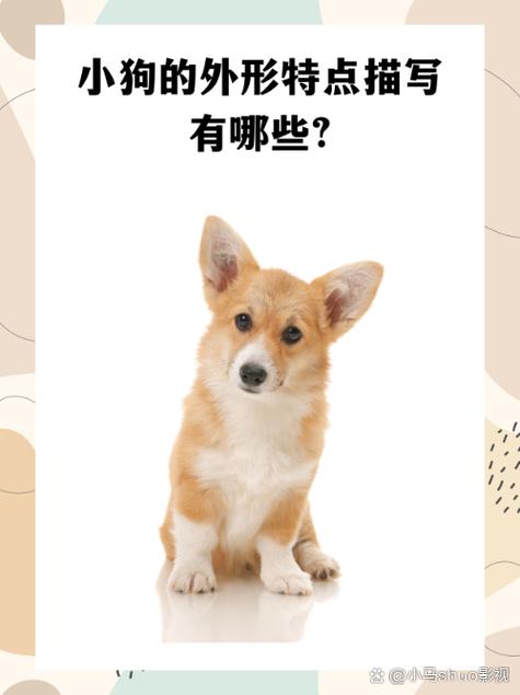 小白比喻什么动物截图