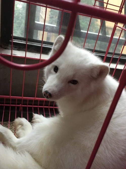 养狐狸当宠物图标