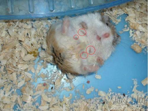 母仓鼠怀孕图片