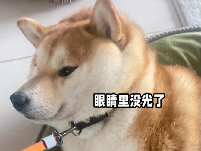 眼里没光是什么意思