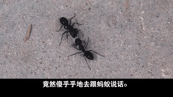 蚂蚁暗示了暧昧吗
