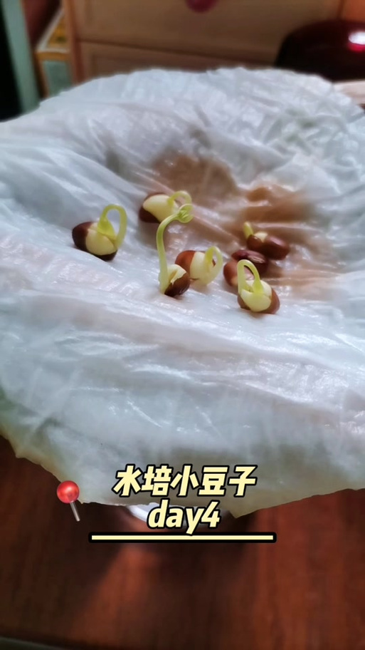 红豆发芽的过程截图