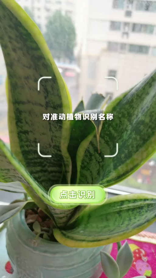 识别植物扫一扫