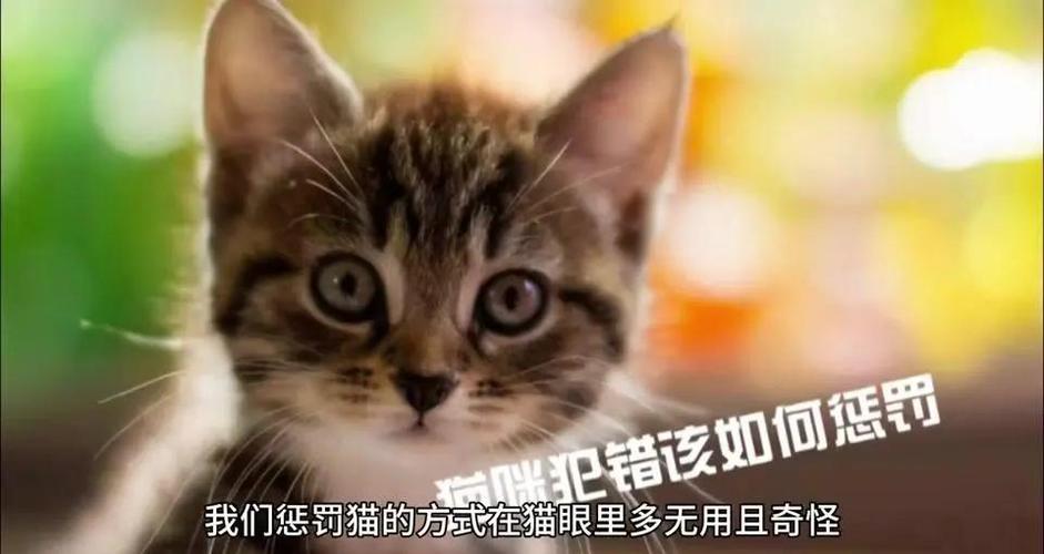猫咪犯错关禁闭有用吗