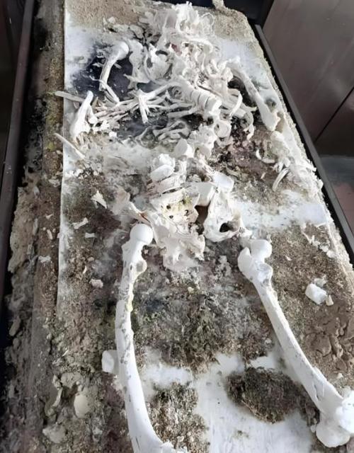 火化后骨灰可以撒到河里吗