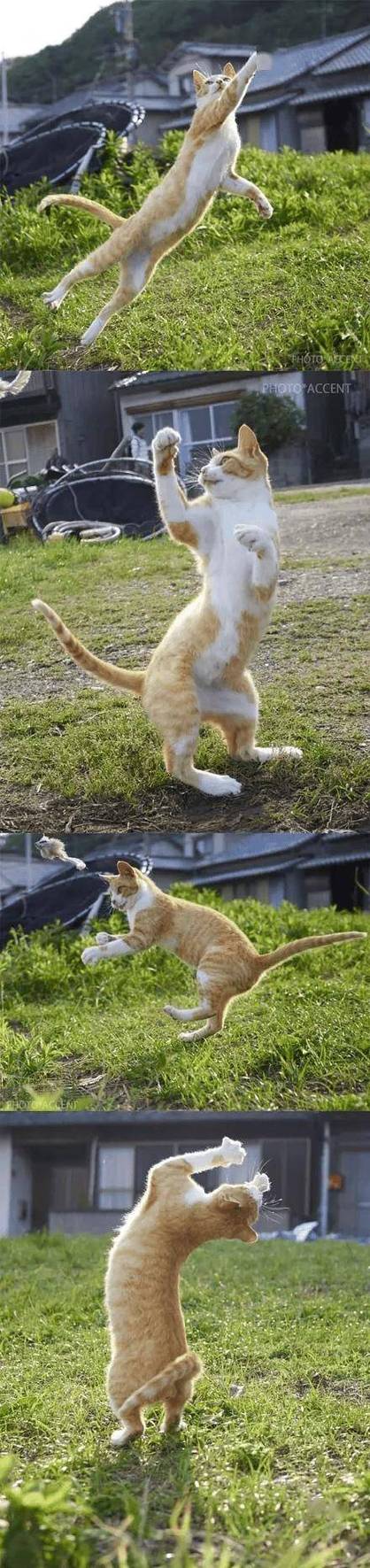 会飞的猫图片