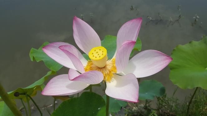 落花网app官方下载