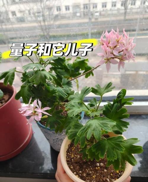 速来花怎么样