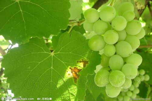 上古卷轴5架子湾葡萄