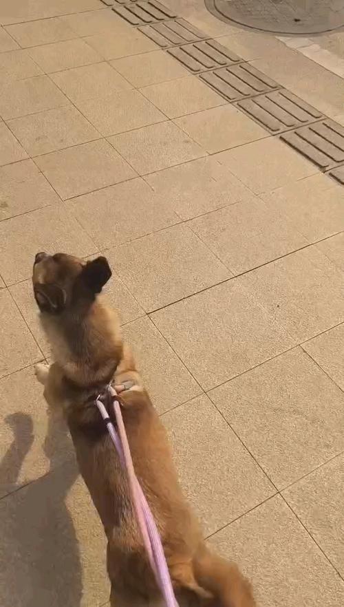 出门溜达