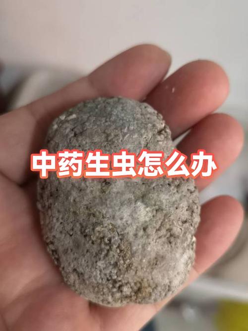 中药生虫的除掉方法
