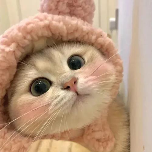 三人闺蜜头像可爱小猫