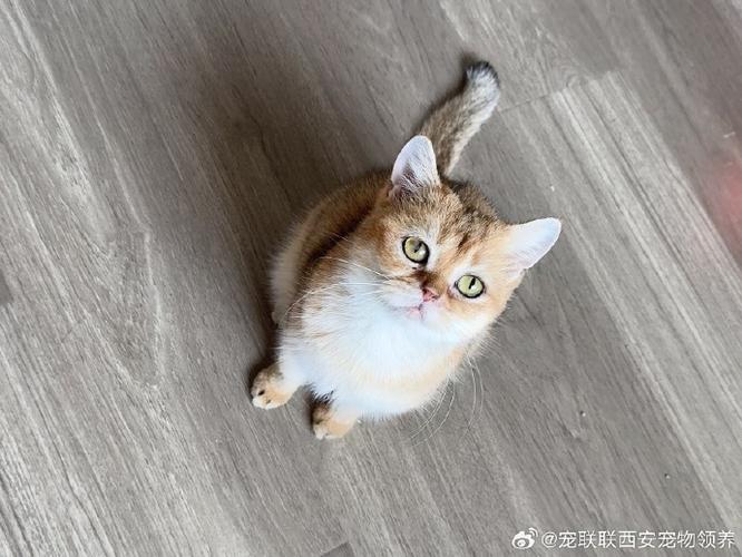 小区养猫有限制吗