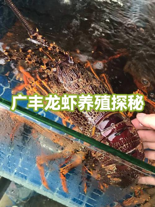 小龙虾养殖前景如何
