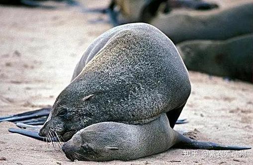 海豹下载器 Seal