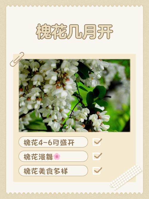 潦草影视手机版2020梦见槐树开花什么