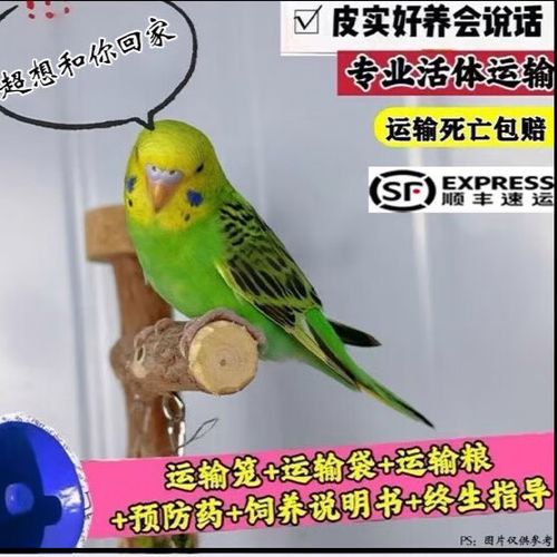 虎皮鹦鹉怎么养殖方法