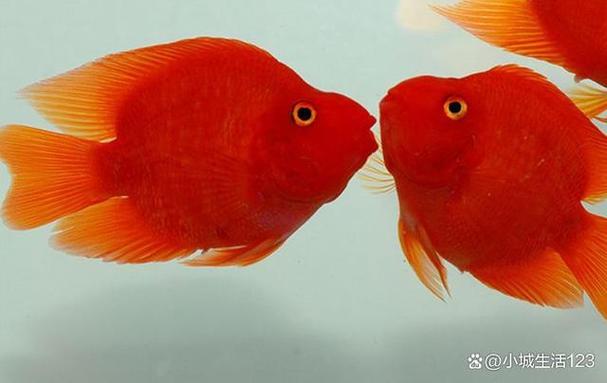 鹦鹉鱼可以活多久图标