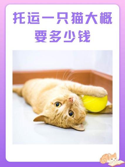 猫咪托运费用价格表截图