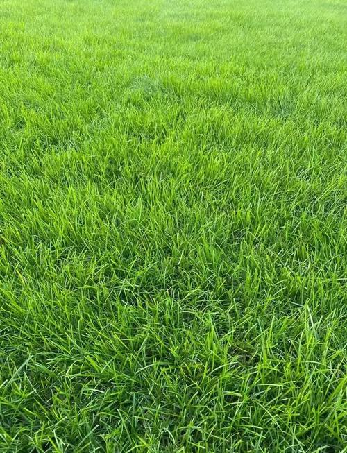 青草地讲章网
