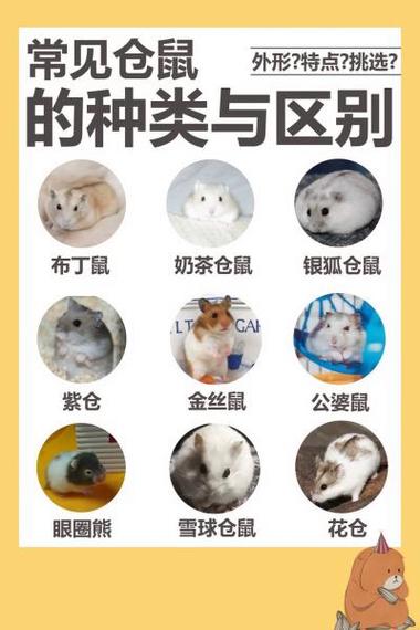 仓鼠的品种有哪些截图