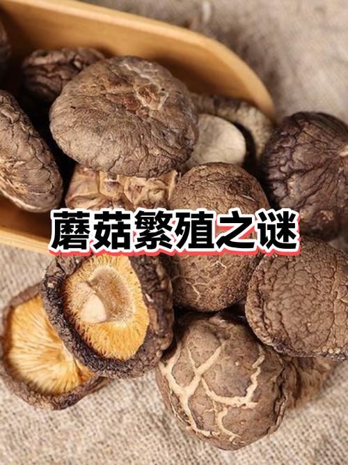 蘑菇的繁殖方式缩略图