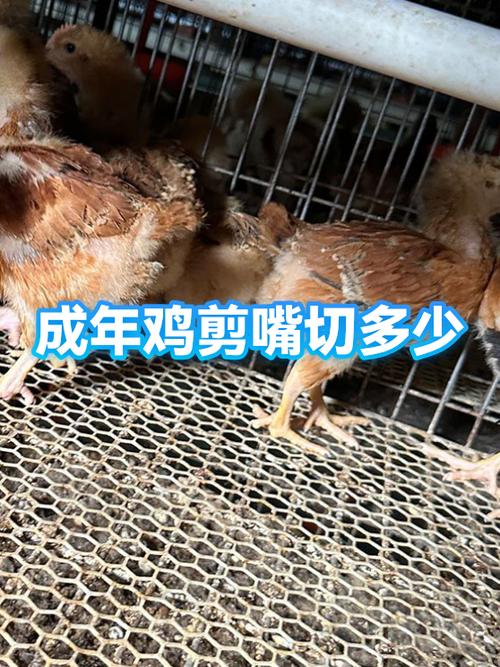鸡嘴太尖,可以剪吗