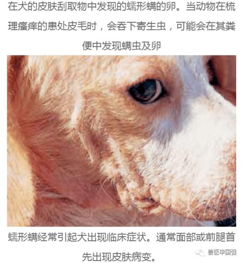 犬姬螯螨