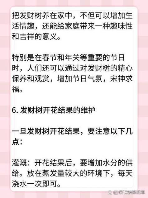 金钱树的寓意