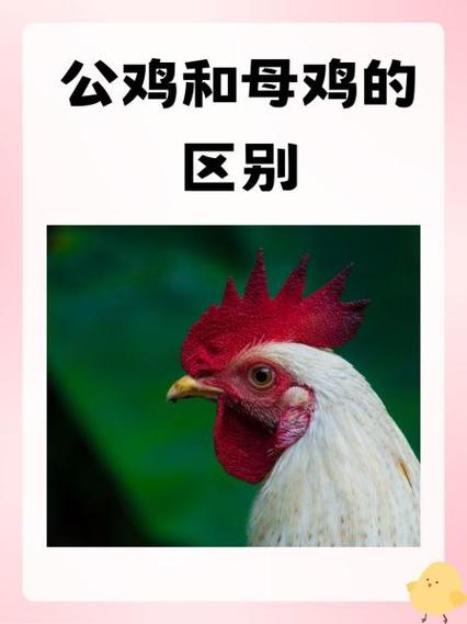 线鸡与公鸡的区别