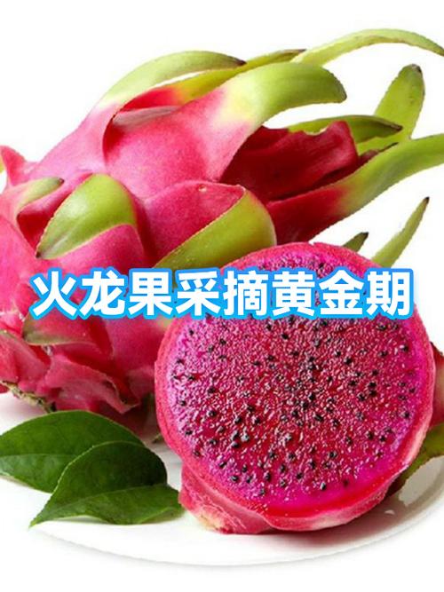 火龙果什么时候成熟