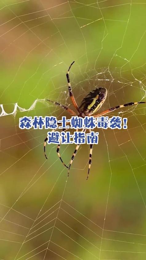 蜘蛛毒要用什么药截图