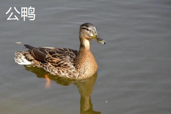 大鸭公母辨认最简单