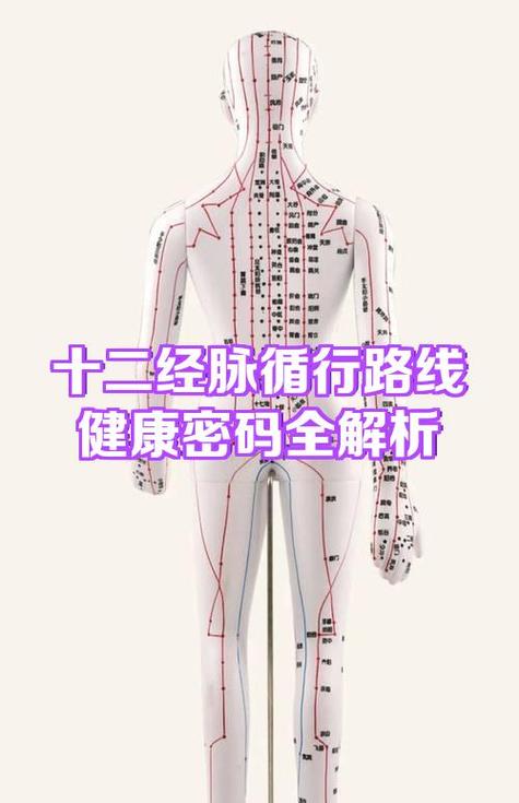 经络是血管还是筋