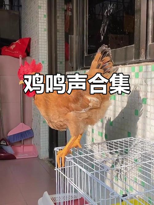 有一首鸡叫的很火歌曲