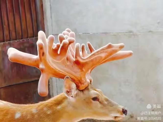 鹿鹿通下载