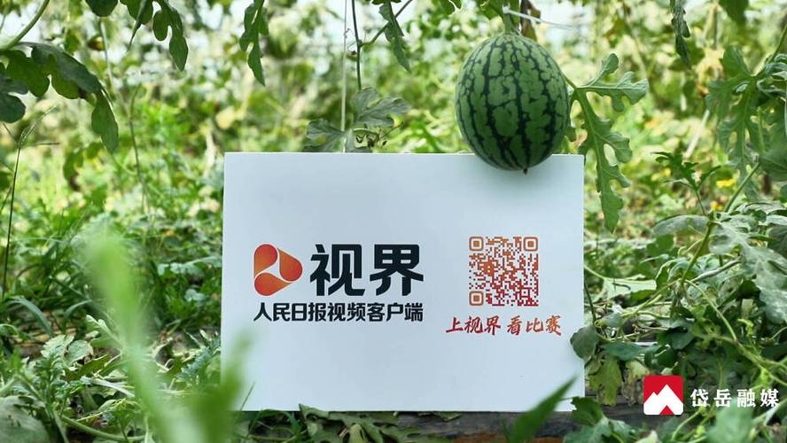 什么软件能看电视直播