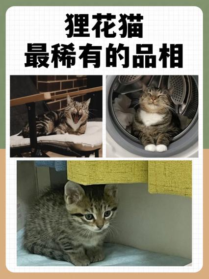 花猫画质大师修改器图标