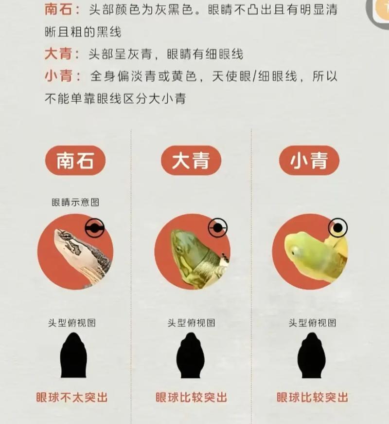小青和大青的区别游戏截图