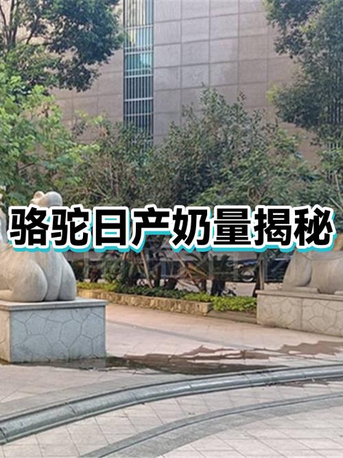 一只骆驼一天产奶量缩略图