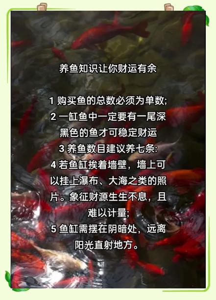 养鱼会影响财运吗